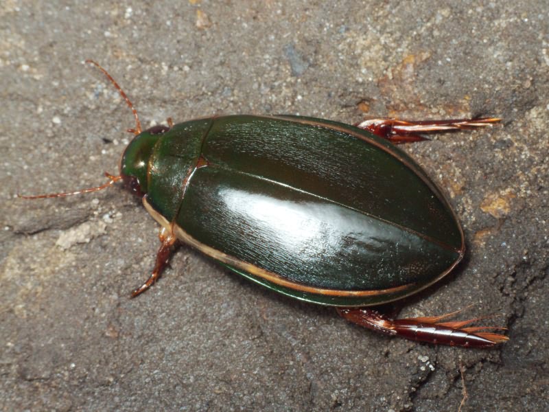 Cybister lateralimarginalis (De Geer, 1774)